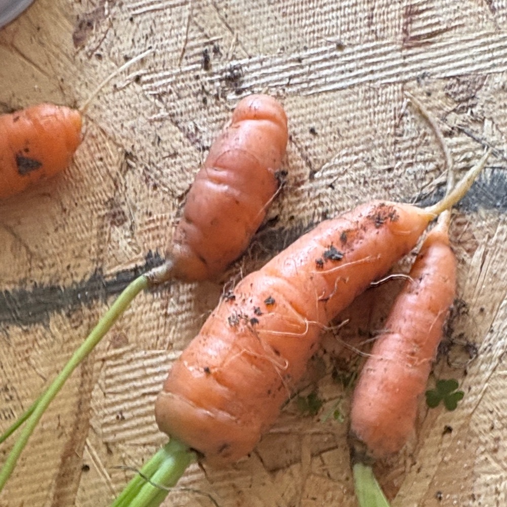 Fresh Organic Carrots